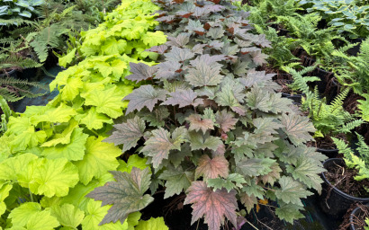 heuchera