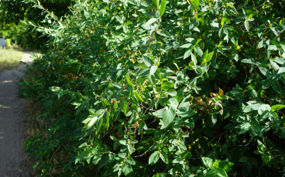 lonicera xilosteum (arbustive clover)