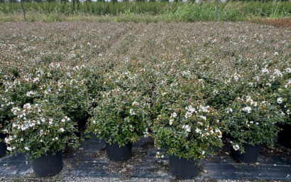 abelia grandiflora "compacta"