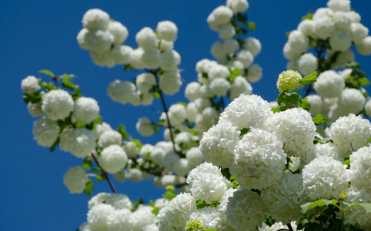 viburnum opulus (viburno snowball)