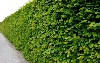 carpinus betulus (carpino)