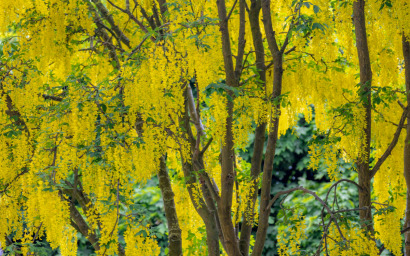 laburnum anagyroids