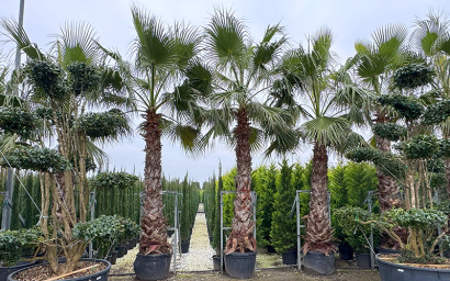 mittelmeer- und palmen