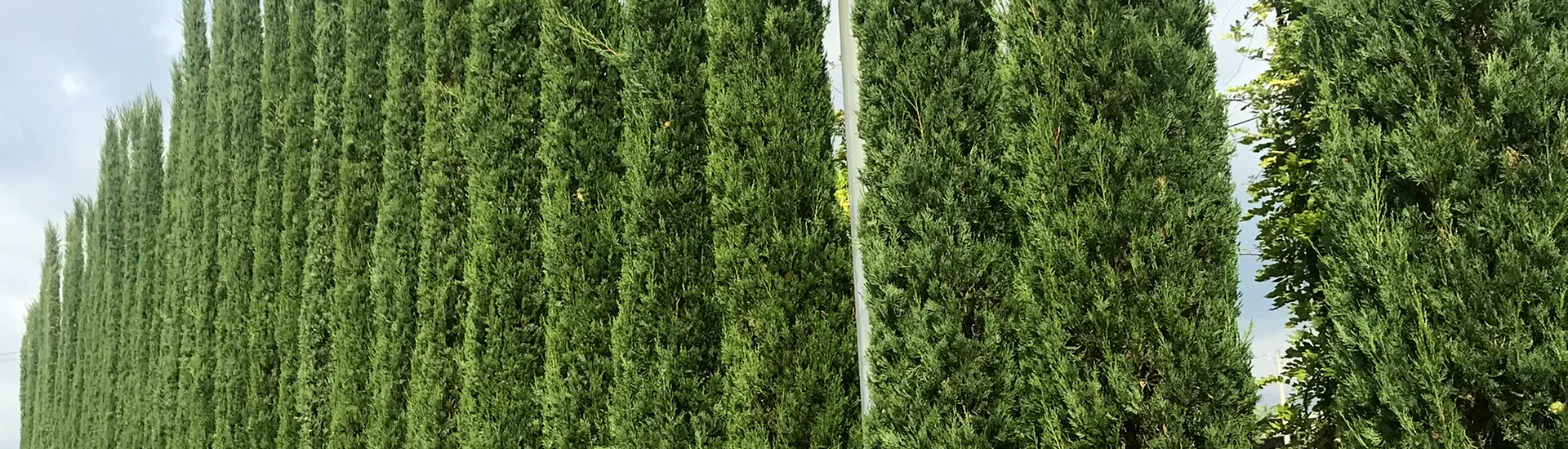 pflanzen - nadelbäume