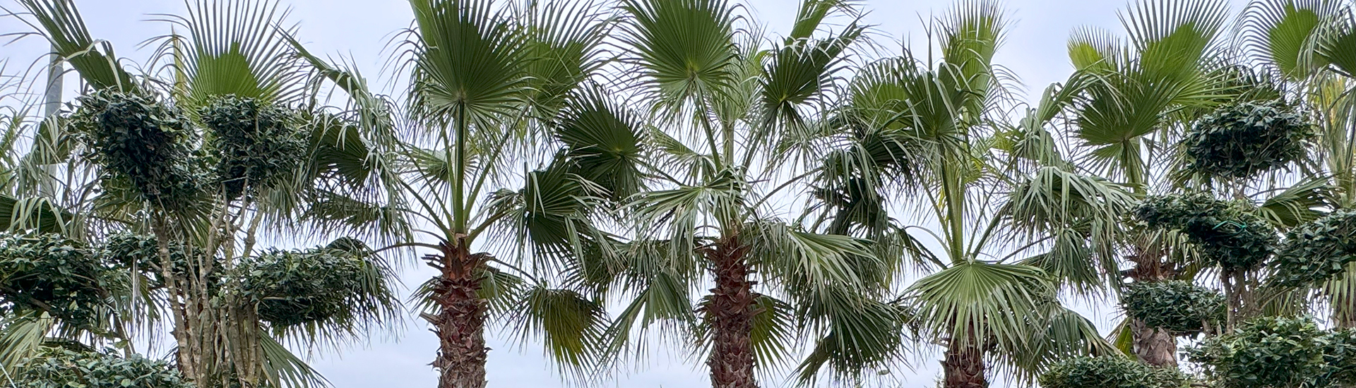 plantes - méditerranée et palmiers