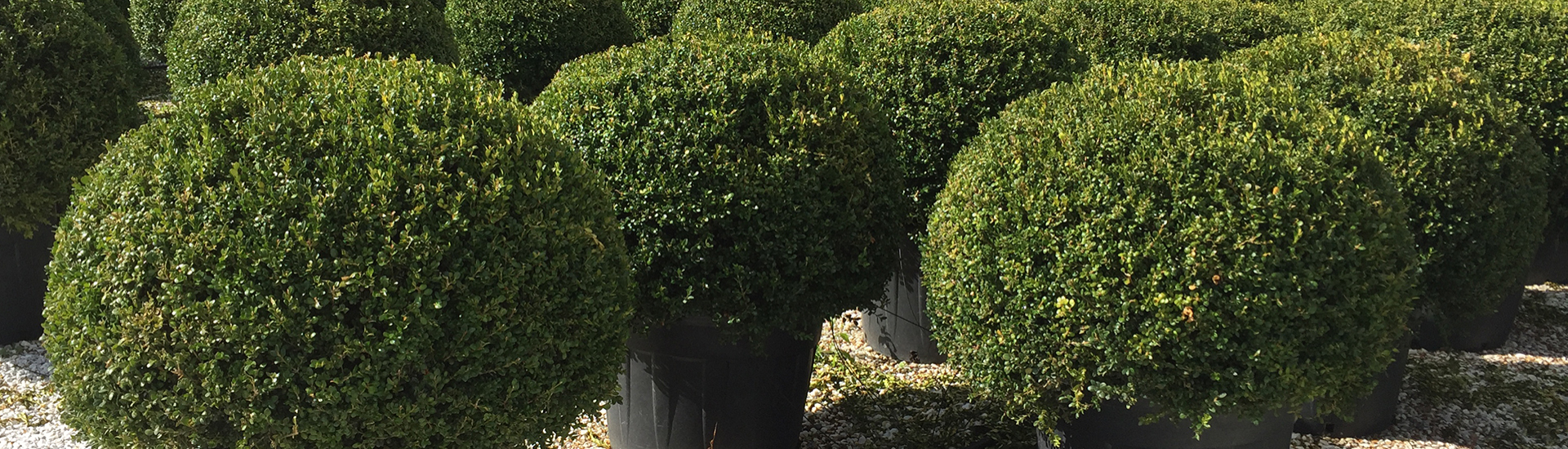 pflanzen - pflanzenform