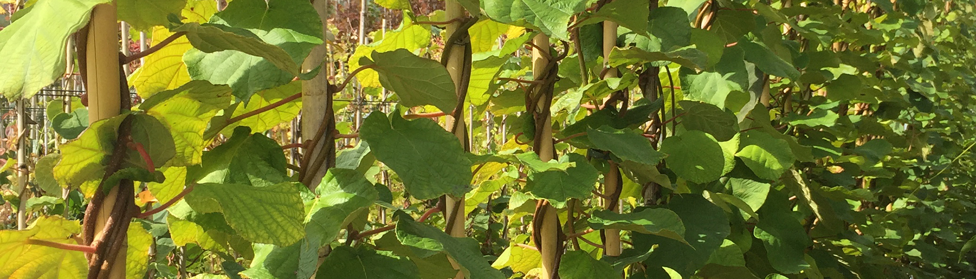 plants - climbing plants