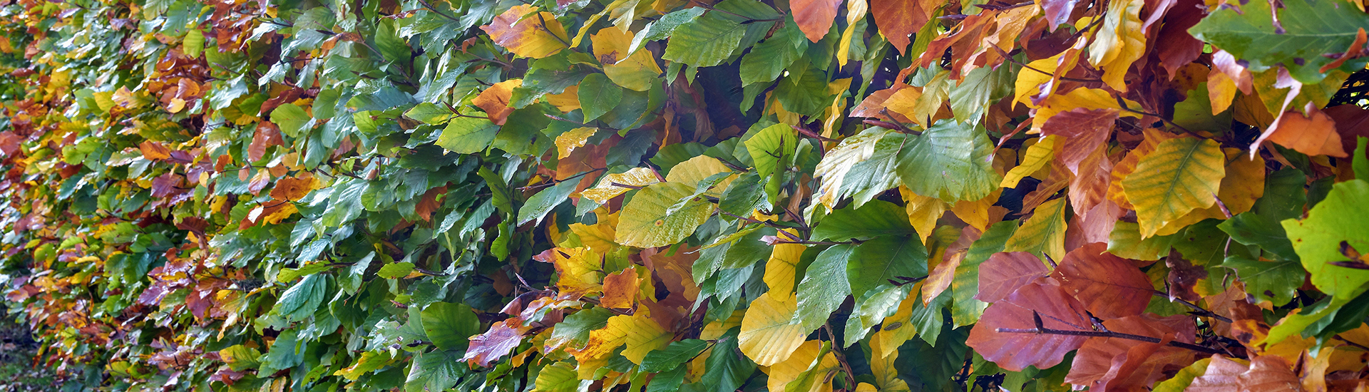 plantes - couvertures