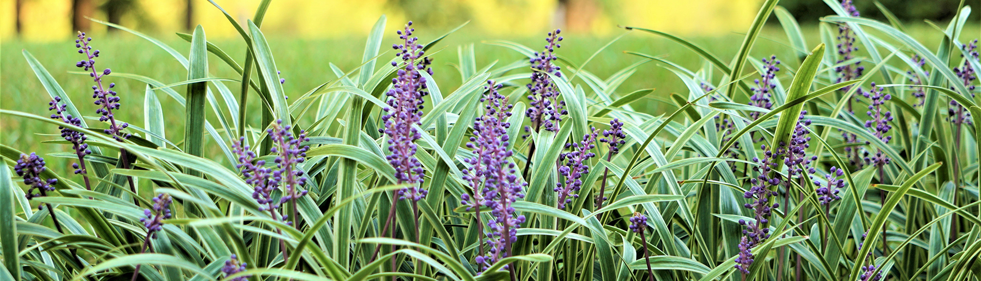 plantes - plantes couvre-sol
