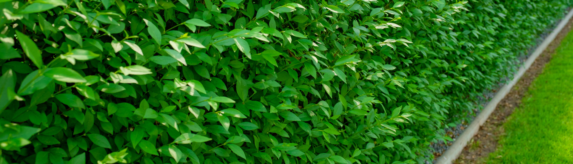 plantes - plantes indigènes