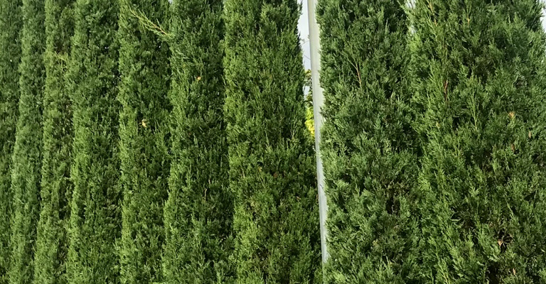 pflanzen - nadelbäume