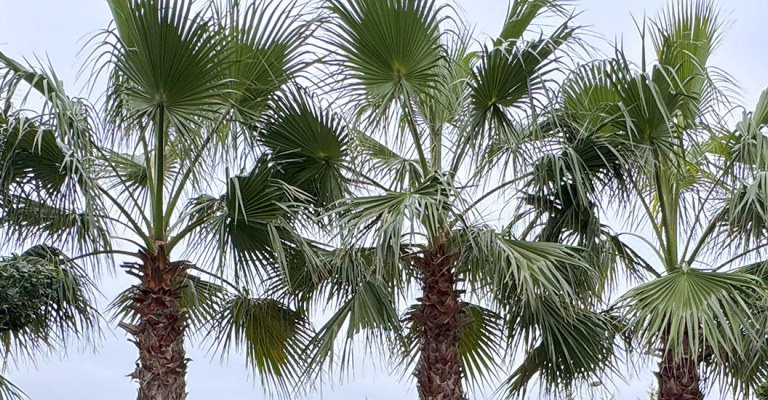 plantes - méditerranée et palmiers