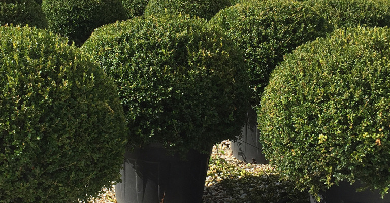 pflanzen - pflanzenform