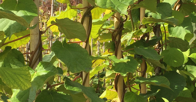 plants - climbing plants