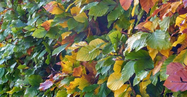 plantes - couvertures