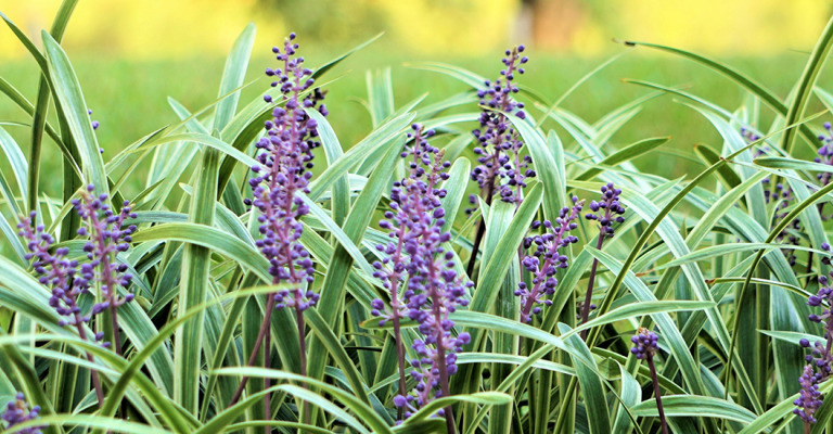 plantes - plantes couvre-sol