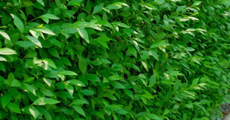 plantes - plantes indigènes