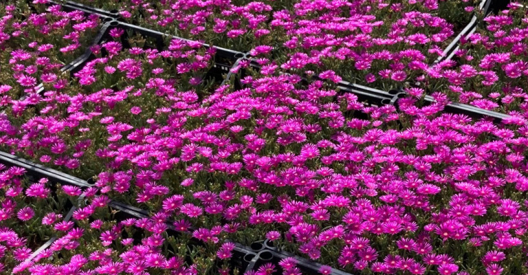 plants - upholstered and sedum in zolla