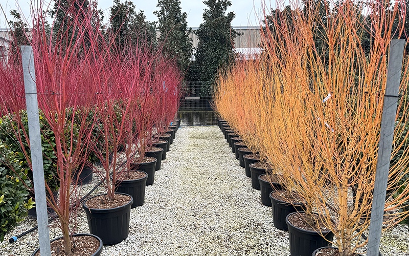 FORSCHUNG
    ANLAGE