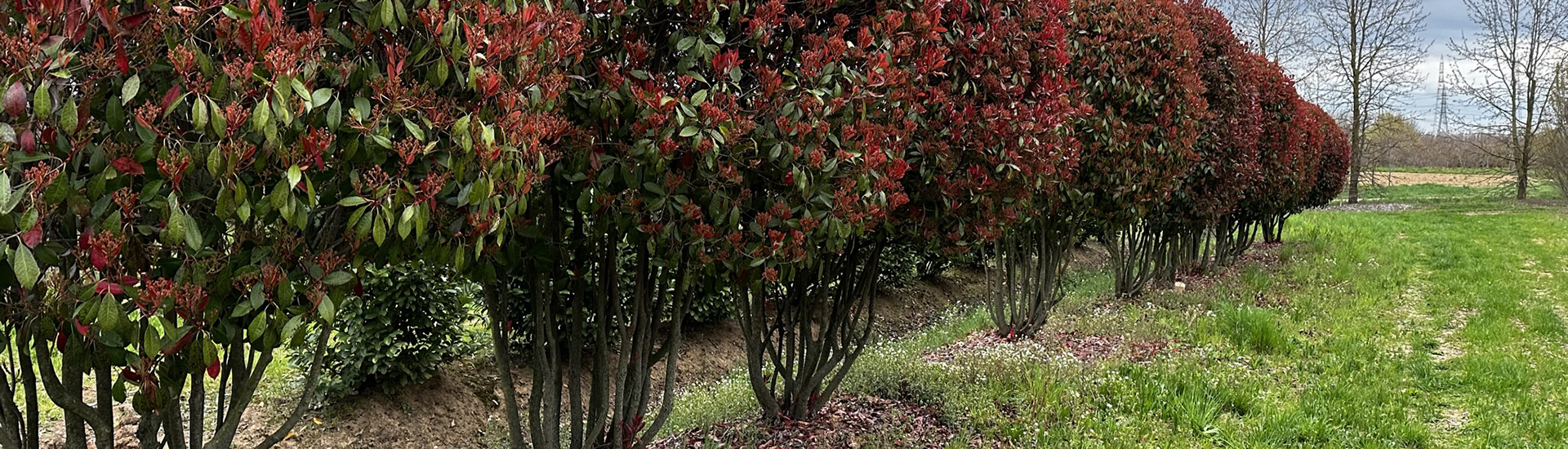 für wen wir arbeiten - gartenbau