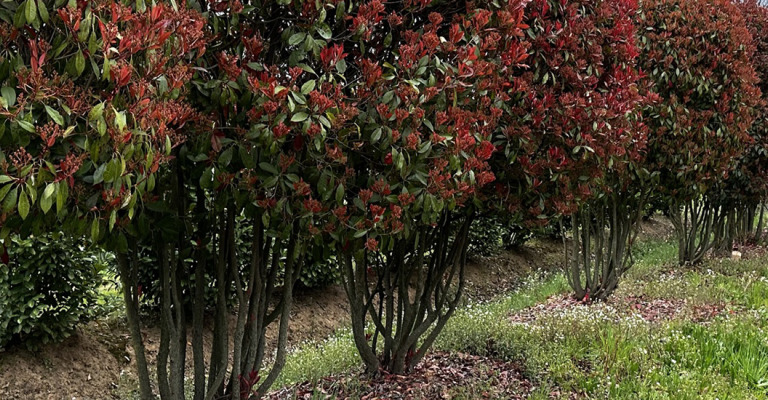 für wen wir arbeiten - gartenbau